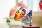 Nová technologie modulace srdeční kontraktility se bude provádět v šesti nemocnicích. Diskuse ukáže, zda se léčba rozšíří po celé republice