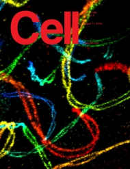 Cell