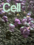 Cell  