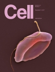 Cell 