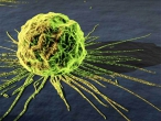 iHNed: Pokus porazit rakovinu jde do ostré fáze