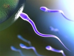 iHNed - Britští vědci tvrdí, že objevili recept na mužskou neplodnost: Umělé spermie