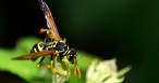 Pokousání či bodnutí hmyzem vyjde VZP na desítky milionů ročně