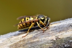Horké léto letos přináší více alergických reakcí po bodnutí hmyzem, především od vos a včel